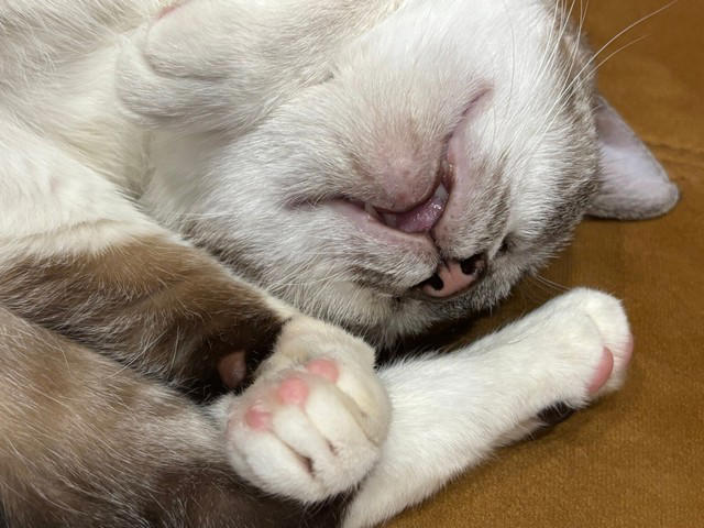 威嚇してくるネコチャン, いちばん怖かったのは, 距離が縮まった理由, お名まえは「ネコチャン」で決定！