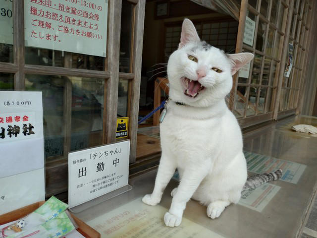  クックさんの甥っ子、招き猫二代目として活躍中,  保護犬・保護猫活動にも力を入れる神社,  招き猫テンちゃんの“お仕事”風景,  「会いに行きたい！」と全国から声,  会いたい人は“出勤情報”をチェック