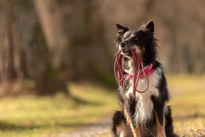 犬が死ぬかもしれない「散歩方法」5選, 1.暑い時間帯の散歩, 2.寒い時間帯・雨の日の散歩, 3.リードを付けない散歩, 4.伸縮リードの不適切な使用, 5.長時間の散歩, 散歩中に潜む危険, 安全に散歩をするための対策法