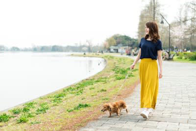犬が死ぬかもしれない「散歩方法」5選, 1.暑い時間帯の散歩, 2.寒い時間帯・雨の日の散歩, 3.リードを付けない散歩, 4.伸縮リードの不適切な使用, 5.長時間の散歩, 散歩中に潜む危険, 安全に散歩をするための対策法