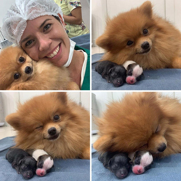 #3 Proud Mum #3 Proud Mum, #5 German Shepherd With Golden Retriever Mix. Cuteness Overload, #7 Vet's New Assistant, #9 My Friend's Dog Ate A Pot Brownie Yesterday, #11 This Vet With A Kitty In Her Pocket, #17 My Coworker Brought In Her Baby Goat, Matilda. 2.3 Lbs, #23 Wolf Pupper That Came Into The Veterinary Clinic, #27 Adorable Puppy Visits Vet, #29 Bone Went To The Vet And Passed All His Yearly Checkups, #31 My Vet Having Some Fun With A Litter Of Great Danes, #37 This Handsome Special Needs Kitten Is Now In Foster Care, #39 I'm A Vet. I Love My Profession, #47 A Teeny Weeny Shoulder Kitten (Another Reason To Love My Job)