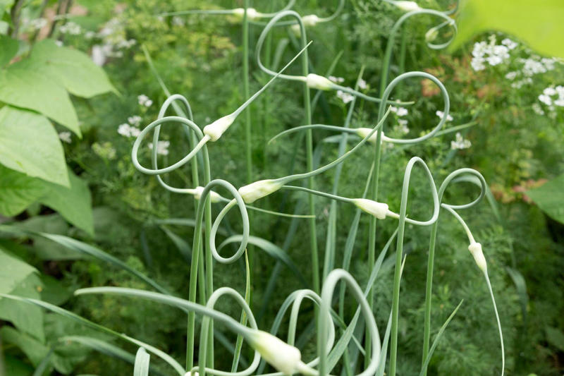 When to Plant Garlic, How to Plant Garlic, Can I Plant Grocery-Store Garlic?, When to Harvest Garlic, How to Store Garlic