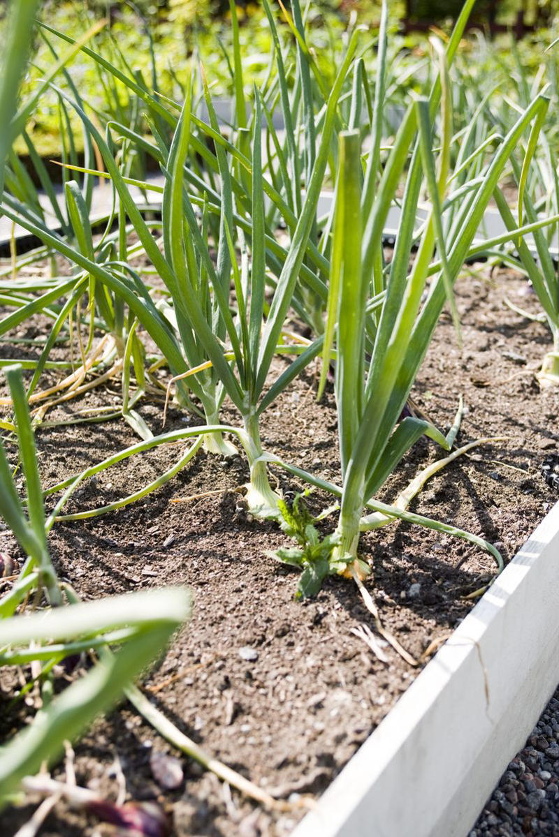 When to Plant Garlic, How to Plant Garlic, Can I Plant Grocery-Store Garlic?, When to Harvest Garlic, How to Store Garlic