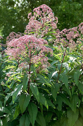 Mulberry, Cherry and Plum Trees, Serviceberry, Ninebark, Elderberry, Raspberry and Blackberry, Trumpet Honeysuckle, Chokeberry, Virginia Creeper, Wild Grape, Purple Coneflower, Cardinal Flower, Joe-Pye Weed, Goldenrod, Black-Eyed Susan, Columbine, Sunflower, Jewelweed