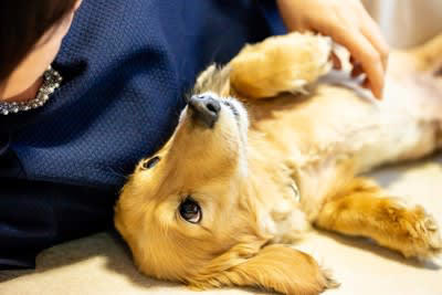 犬が『ご機嫌なとき』に見せる行動とは？, 1.笑顔のような表情になる, 2.尻尾を左右に大きく振る, 3.体をくっつけてくる, 4.仰向けでクネクネする, 5.低い声で唸る, 愛犬との信頼関係を深めるコツ