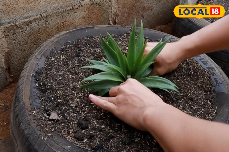 You can now plant it directly in soil, or place it in water until roots appear and then transfer it to soil.