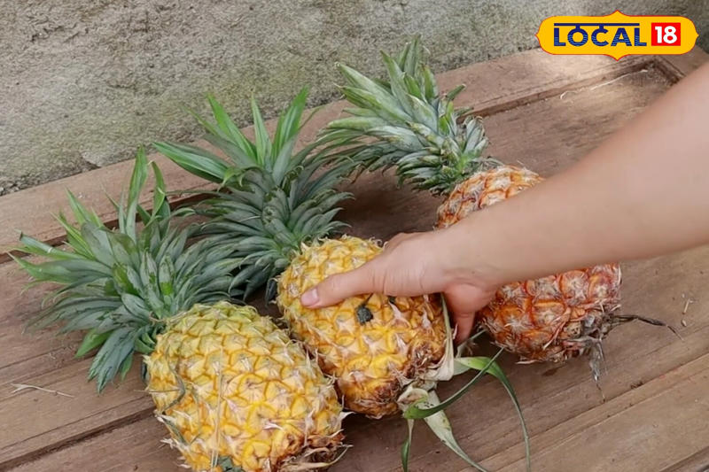 According to agriculture experts, places like Jharkhand have the right climate for pineapple cultivation. But even gardening enthusiasts at home can easily grow pineapples in pots or backyards.
