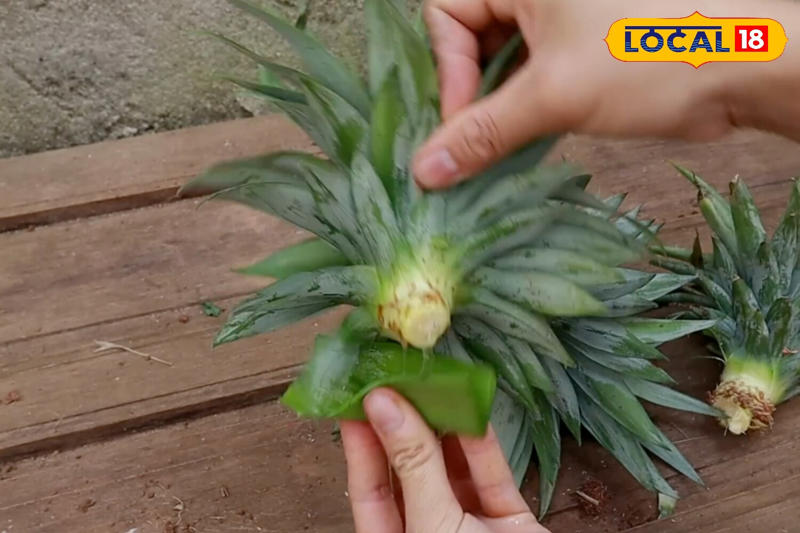 After that, dip the base of the crown in aloe vera gel before planting. This helps protect the plant from bacteria, viruses, or infections and keeps it healthy.