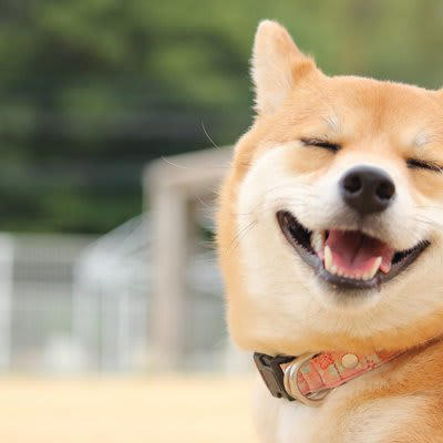 犬が『ご機嫌なとき』に見せる行動とは？, 1.笑顔のような表情になる, 2.尻尾を左右に大きく振る, 3.体をくっつけてくる, 4.仰向けでクネクネする, 5.低い声で唸る, 愛犬との信頼関係を深めるコツ