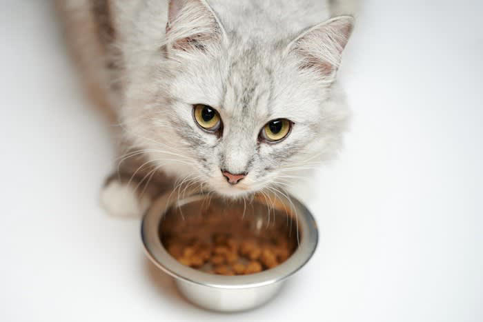 猫のご飯ちょこっと残しの心理5選, 1.もう満足したから, 2.野生時代からの食習慣, 3.食事中に気分が変わった, 4.加齢による食事量の変化, 5.健康や体調の変化, 残したご飯はそのまま置いておいたほうがいい？