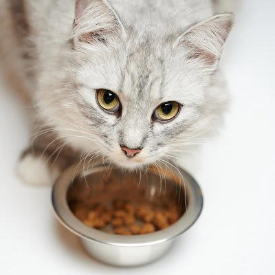 猫のご飯ちょこっと残しの心理5選, 1.もう満足したから, 2.野生時代からの食習慣, 3.食事中に気分が変わった, 4.加齢による食事量の変化, 5.健康や体調の変化, 残したご飯はそのまま置いておいたほうがいい？