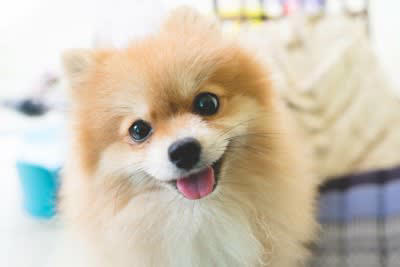 犬が『ご機嫌なとき』に見せる行動とは？, 1.笑顔のような表情になる, 2.尻尾を左右に大きく振る, 3.体をくっつけてくる, 4.仰向けでクネクネする, 5.低い声で唸る, 愛犬との信頼関係を深めるコツ