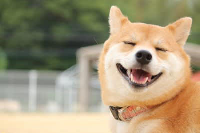 犬が『ご機嫌なとき』に見せる行動とは？, 1.笑顔のような表情になる, 2.尻尾を左右に大きく振る, 3.体をくっつけてくる, 4.仰向けでクネクネする, 5.低い声で唸る, 愛犬との信頼関係を深めるコツ