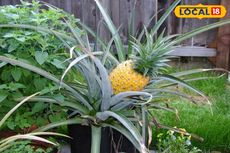 The simplest way to start is by using the leafy crown of a fresh pineapple. Pick a healthy fruit from the market and prepare it for planting.