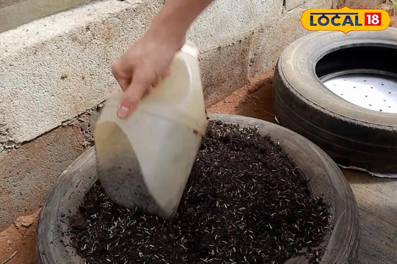 For soil planting, prepare a mix of soil, sand, and cow dung in a pot or grow bag. Press the crown about 4–5 cm deep into the mixture.