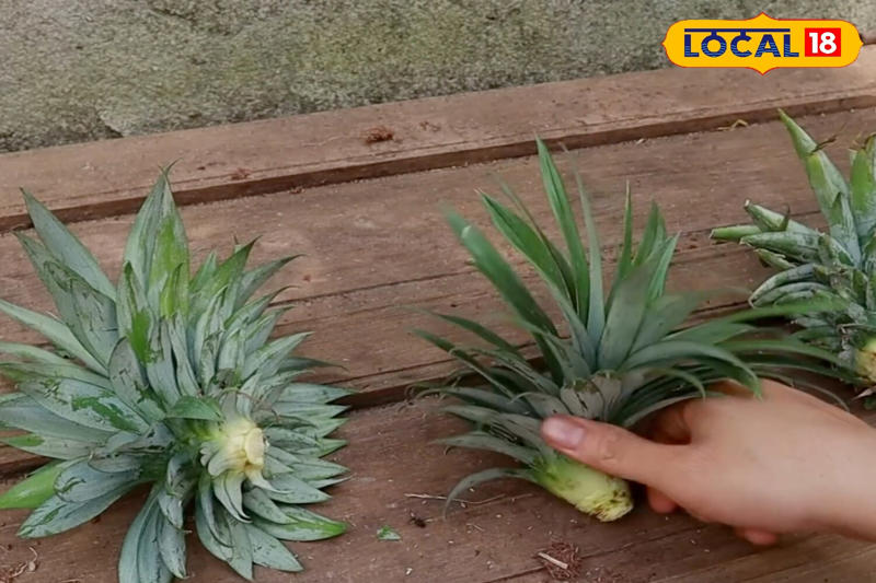 Gently twist off the crown and remove the small lower leaves. This makes it easier for roots to grow and helps the plant become stronger.