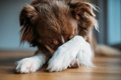犬の叱りすぎで起こりうるデメリット, 1.信頼できなくなる, 2.ストレスによる体調不良が増える, 3.人や犬を攻撃するようになる, 4.学習できずに間違いを繰り返す, 愛犬を適切に叱るための方法