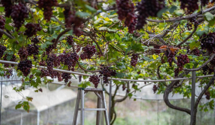 The Sweet Suffering, When Quiet Hills Get Loud, Caught Between Worlds, From Farm to Glamping: Cameron’s Agricultural Evolution