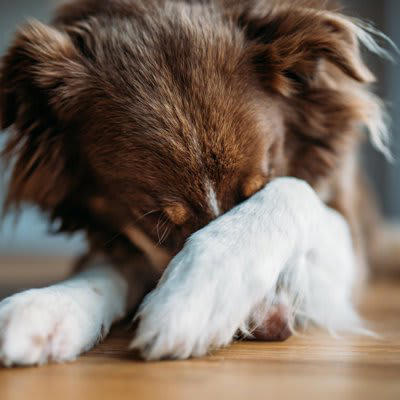 犬の叱りすぎで起こりうるデメリット, 1.信頼できなくなる, 2.ストレスによる体調不良が増える, 3.人や犬を攻撃するようになる, 4.学習できずに間違いを繰り返す, 愛犬を適切に叱るための方法