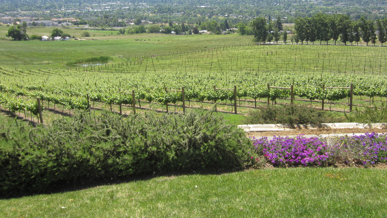 The Rise of Oregon’s Wine Country, The Allure of Oregon’s Terroir, A Comparison with Napa Valley, Exploring Oregon’s Wine Regions, Planning Your Visit