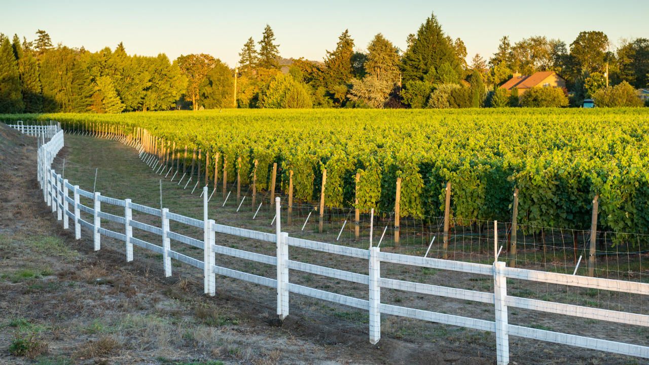 The Rise of Oregon’s Wine Country, The Allure of Oregon’s Terroir, A Comparison with Napa Valley, Exploring Oregon’s Wine Regions, Planning Your Visit