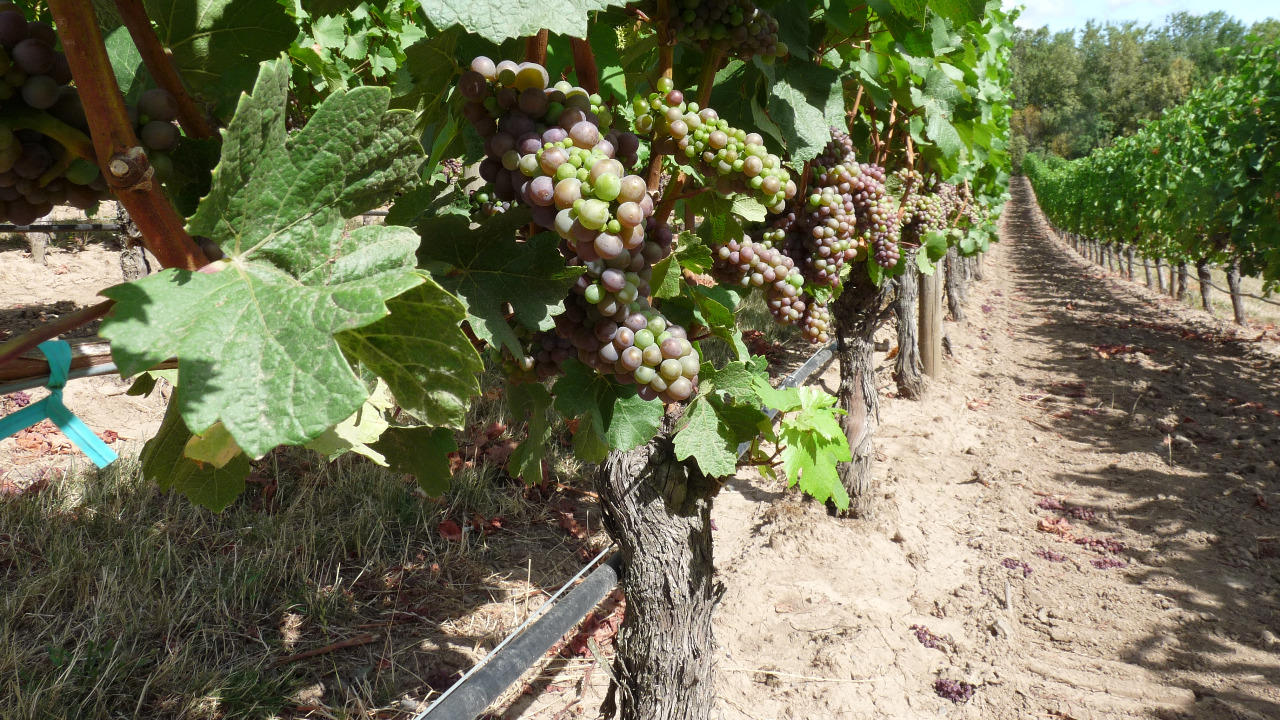 The Rise of Oregon’s Wine Country, The Allure of Oregon’s Terroir, A Comparison with Napa Valley, Exploring Oregon’s Wine Regions, Planning Your Visit