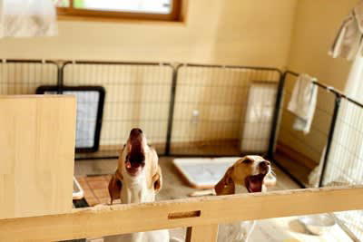 犬が「ソワソワ」してしまう5つの理由, 2.ストレスや不安, 様子がおかしいときに注意すべき点, 犬を落ち着かせる方法