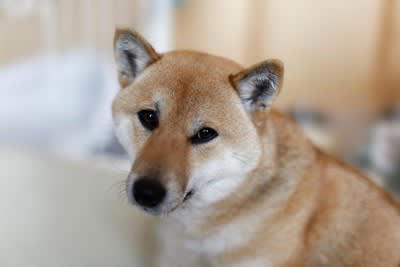 犬が「ソワソワ」してしまう5つの理由, 2.ストレスや不安, 様子がおかしいときに注意すべき点, 犬を落ち着かせる方法