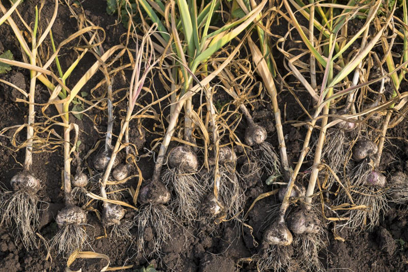 When to Plant Garlic, How to Plant Garlic, Can I Plant Grocery-Store Garlic?, When to Harvest Garlic, How to Store Garlic