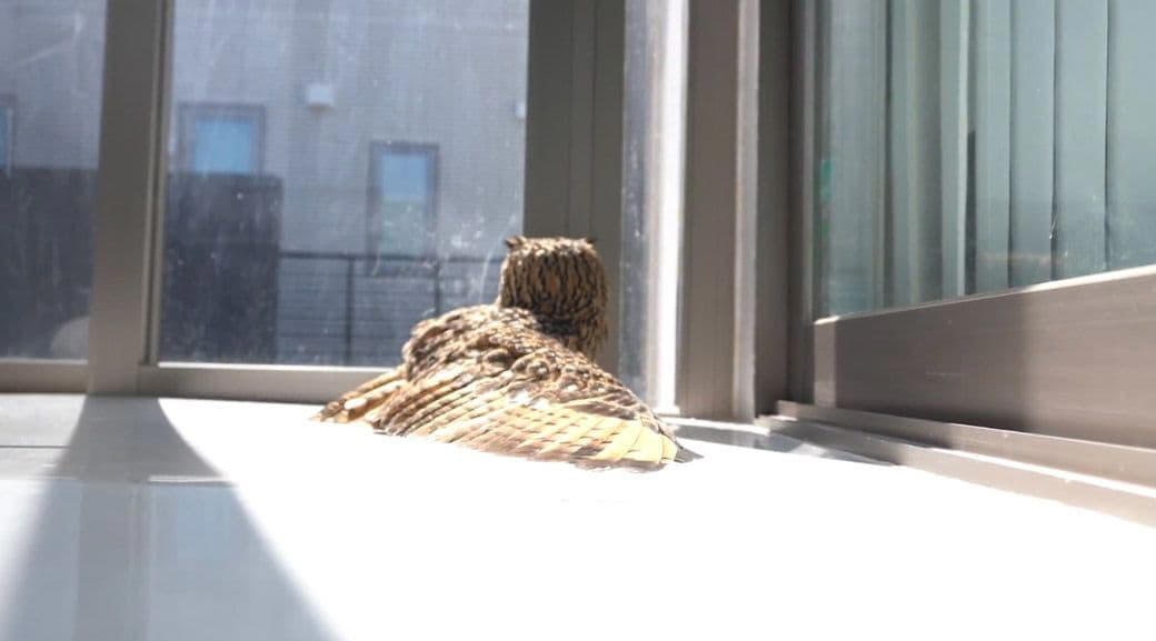 フクロウの生き方を尊重して共存する, 男一人とオス一羽、自然の中で過ごす時間, 犬もフクロウも人間も、同じ時間軸を生きる仲間, フクロウ飼育には、人生の半分を捧げる覚悟が必要, 『フクロウ』という生き方そのものを愛する