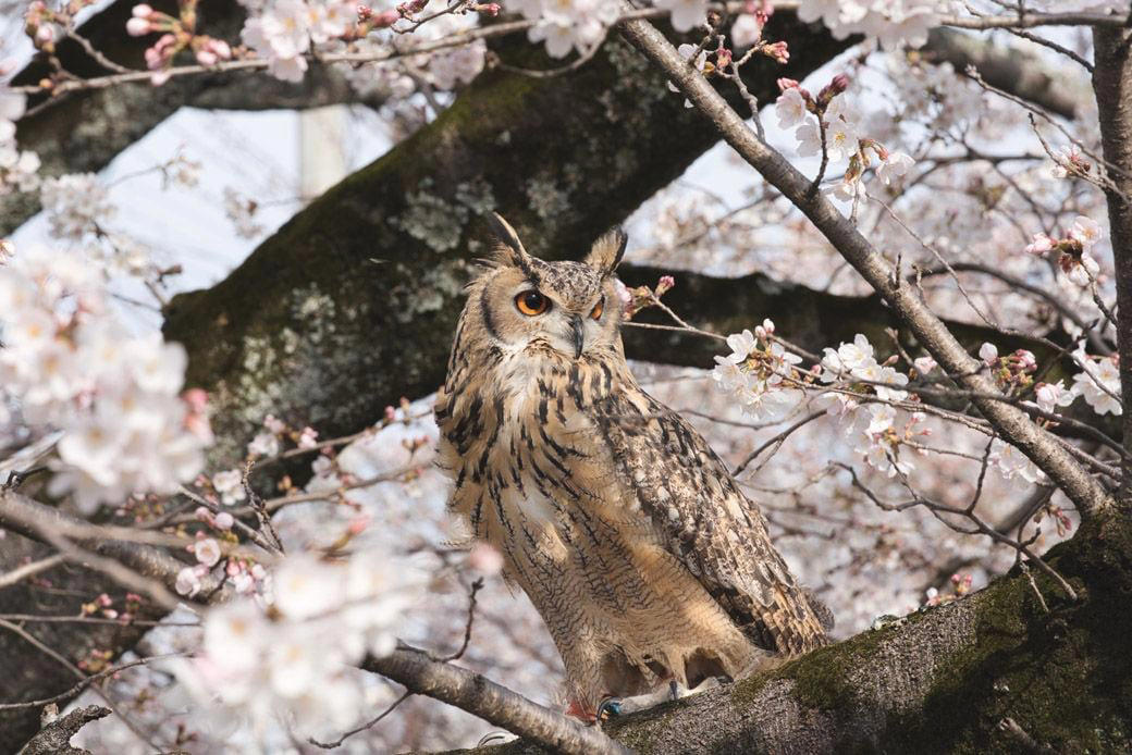 フクロウの生き方を尊重して共存する, 男一人とオス一羽、自然の中で過ごす時間, 犬もフクロウも人間も、同じ時間軸を生きる仲間, フクロウ飼育には、人生の半分を捧げる覚悟が必要, 『フクロウ』という生き方そのものを愛する
