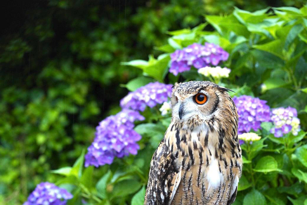 フクロウの生き方を尊重して共存する, 男一人とオス一羽、自然の中で過ごす時間, 犬もフクロウも人間も、同じ時間軸を生きる仲間, フクロウ飼育には、人生の半分を捧げる覚悟が必要, 『フクロウ』という生き方そのものを愛する