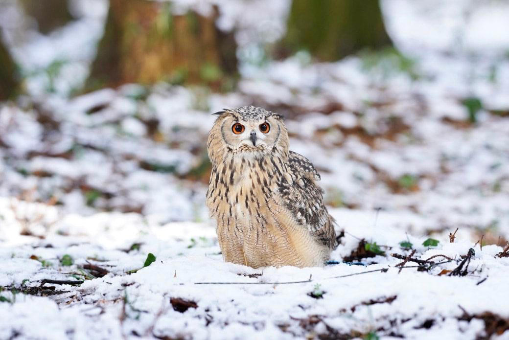 フクロウの生き方を尊重して共存する, 男一人とオス一羽、自然の中で過ごす時間, 犬もフクロウも人間も、同じ時間軸を生きる仲間, フクロウ飼育には、人生の半分を捧げる覚悟が必要, 『フクロウ』という生き方そのものを愛する