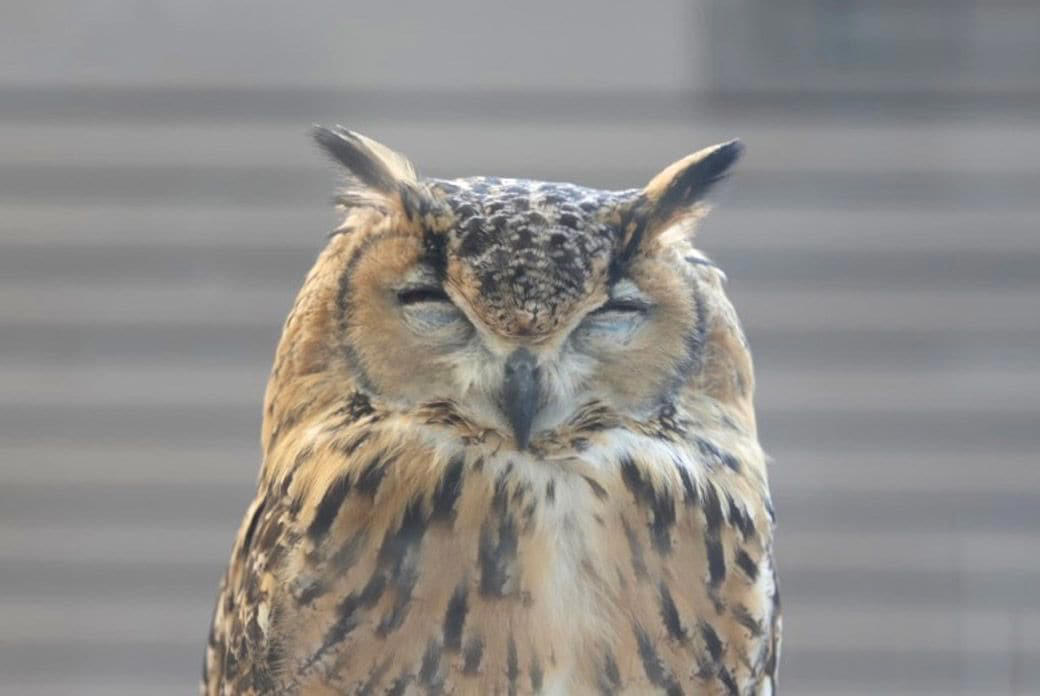フクロウの生き方を尊重して共存する, 男一人とオス一羽、自然の中で過ごす時間, 犬もフクロウも人間も、同じ時間軸を生きる仲間, フクロウ飼育には、人生の半分を捧げる覚悟が必要, 『フクロウ』という生き方そのものを愛する