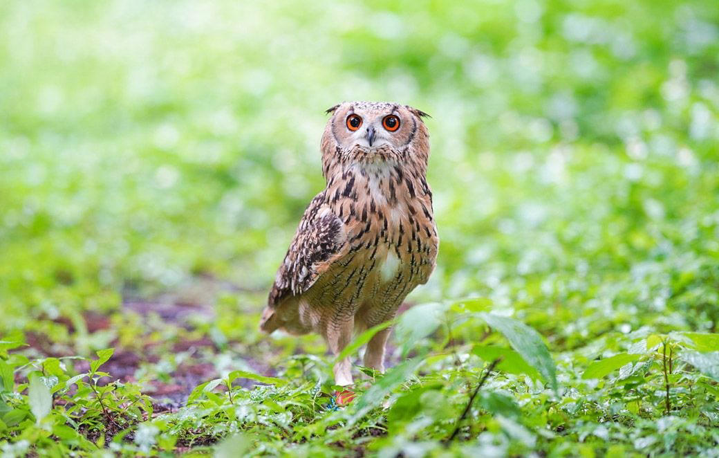 フクロウの生き方を尊重して共存する, 男一人とオス一羽、自然の中で過ごす時間, 犬もフクロウも人間も、同じ時間軸を生きる仲間, フクロウ飼育には、人生の半分を捧げる覚悟が必要, 『フクロウ』という生き方そのものを愛する