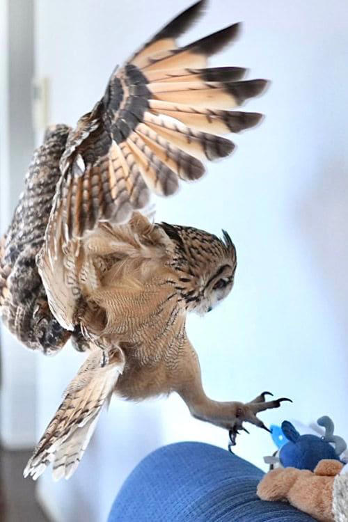 フクロウの生き方を尊重して共存する, 男一人とオス一羽、自然の中で過ごす時間, 犬もフクロウも人間も、同じ時間軸を生きる仲間, フクロウ飼育には、人生の半分を捧げる覚悟が必要, 『フクロウ』という生き方そのものを愛する