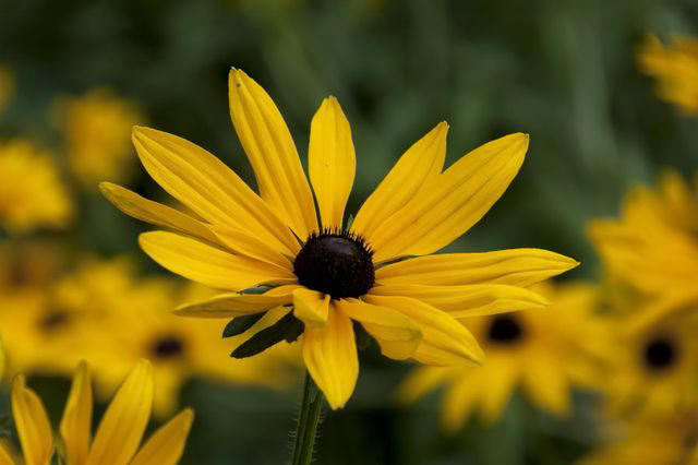 Coneflower, Coreopsis, Lamb's Ear, Black-Eyed Susan, Pink Stonecrop, Daffodil, Chrysanthemums