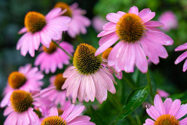 Coneflower, Coreopsis, Lamb's Ear, Black-Eyed Susan, Pink Stonecrop, Daffodil, Chrysanthemums