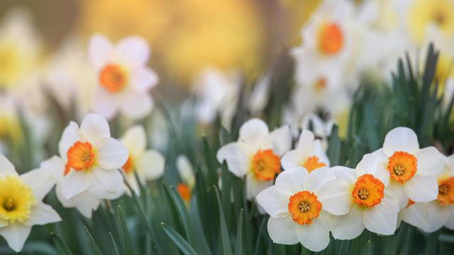 Coneflower, Coreopsis, Lamb's Ear, Black-Eyed Susan, Pink Stonecrop, Daffodil, Chrysanthemums