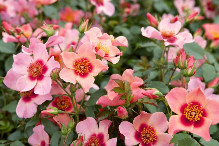 How to pick the perfect bush and shrub roses for your garden Bafflingly diverse, Modern means post-1860, Keeping plants to size, Patio roses and ground-cover roses