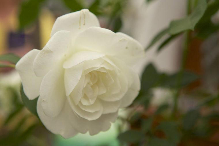 Modern means post-1860 Bafflingly diverse, Modern means post-1860, Keeping plants to size, Patio roses and ground-cover roses