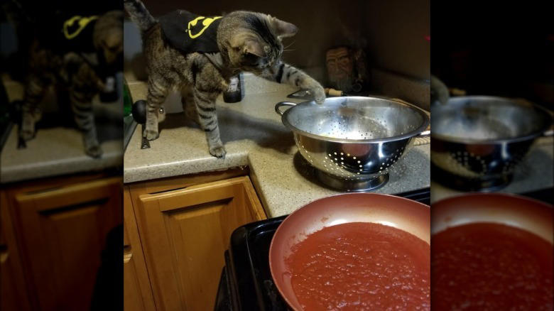 Helping To Find The Right Size Pot For A Recipe, Only The Finest Chefs Know The Importance Of Pre-Warming A Pot, You Just Fold In The Cheese., This Cupboard Is A Disaster., This Cat Holds The Coveted Position Of Juice Supervisor, Seriously, WHERE Is The Cinnamon?