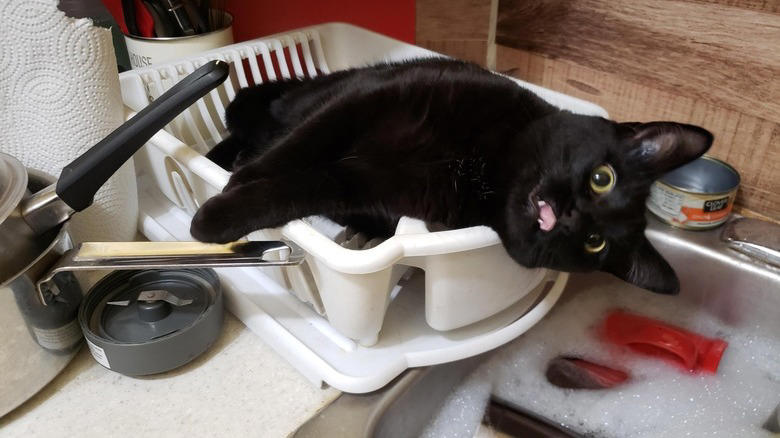 Helping To Find The Right Size Pot For A Recipe, Only The Finest Chefs Know The Importance Of Pre-Warming A Pot, You Just Fold In The Cheese., This Cupboard Is A Disaster., This Cat Holds The Coveted Position Of Juice Supervisor, Seriously, WHERE Is The Cinnamon?