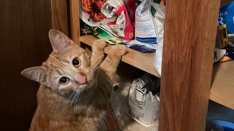 Helping To Find The Right Size Pot For A Recipe, Only The Finest Chefs Know The Importance Of Pre-Warming A Pot, You Just Fold In The Cheese., This Cupboard Is A Disaster., This Cat Holds The Coveted Position Of Juice Supervisor, Seriously, WHERE Is The Cinnamon?