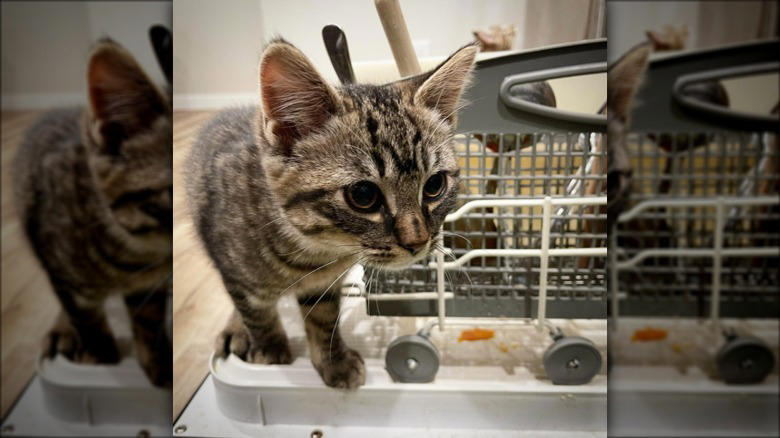 Helping To Find The Right Size Pot For A Recipe, Only The Finest Chefs Know The Importance Of Pre-Warming A Pot, You Just Fold In The Cheese., This Cupboard Is A Disaster., This Cat Holds The Coveted Position Of Juice Supervisor, Seriously, WHERE Is The Cinnamon?