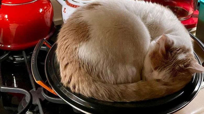 Helping To Find The Right Size Pot For A Recipe, Only The Finest Chefs Know The Importance Of Pre-Warming A Pot, You Just Fold In The Cheese., This Cupboard Is A Disaster., This Cat Holds The Coveted Position Of Juice Supervisor, Seriously, WHERE Is The Cinnamon?