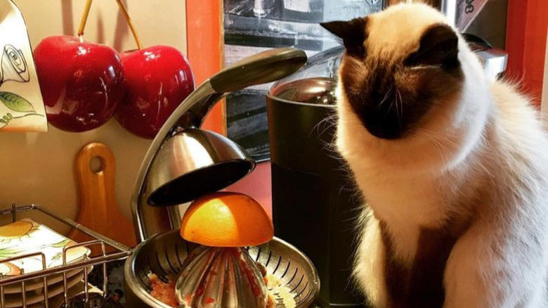 Helping To Find The Right Size Pot For A Recipe, Only The Finest Chefs Know The Importance Of Pre-Warming A Pot, You Just Fold In The Cheese., This Cupboard Is A Disaster., This Cat Holds The Coveted Position Of Juice Supervisor, Seriously, WHERE Is The Cinnamon?