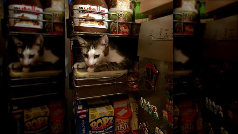 Helping To Find The Right Size Pot For A Recipe, Only The Finest Chefs Know The Importance Of Pre-Warming A Pot, You Just Fold In The Cheese., This Cupboard Is A Disaster., This Cat Holds The Coveted Position Of Juice Supervisor, Seriously, WHERE Is The Cinnamon?
