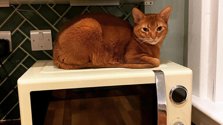 Helping To Find The Right Size Pot For A Recipe, Only The Finest Chefs Know The Importance Of Pre-Warming A Pot, You Just Fold In The Cheese., This Cupboard Is A Disaster., This Cat Holds The Coveted Position Of Juice Supervisor, Seriously, WHERE Is The Cinnamon?
