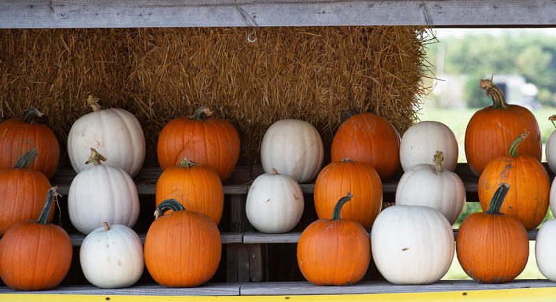 Delaware professor on how monsters are used to exploit cultures, Hide your crystal ball. There are strange Halloween laws in Delaware, What are Halloween trick-or-treat curfews in Delaware this year?, Sea Witch Festival costume parade in Rehoboth Beach, What is the candy tax? How parents get their Halloween treats, Spirit Halloween brings vacant Delaware stores back from the dead, Who has Halloween doughnuts? What to look for at Duck Donuts, Dunkin’, These are the best Halloween events at the Delaware beaches, What's the most popular traditional Halloween costume in Delaware? Study finds answer, Take a look back at Halloween in Delaware during the 1990s, Delaware Halloween events that are family friendly &amp; not scary, Sea Witch Festival Parade celebrates Halloween in Rehoboth Beach, Dunkin' fall menu: Here's what's coming for Halloween, McDonald's is bringing back Boo Buckets. Here's what we know